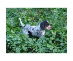 Registered English Setter pups from hunting stock - 9