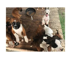 2 litters of beautiful AKC boxer puppies - 1
