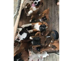 2 litters of beautiful AKC boxer puppies - 3