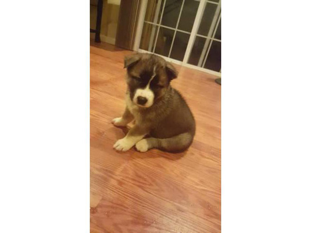 Siberian Husky mix Akita puppy in Attleboro, Massachusetts - Puppies