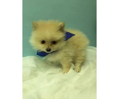 Male & Female Pom Puppies for Sale - 1