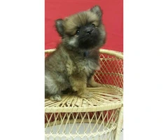 Male & Female Pom Puppies for Sale - 2