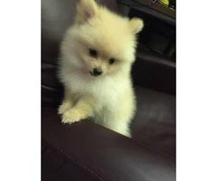 Male & Female Pom Puppies for Sale - 3