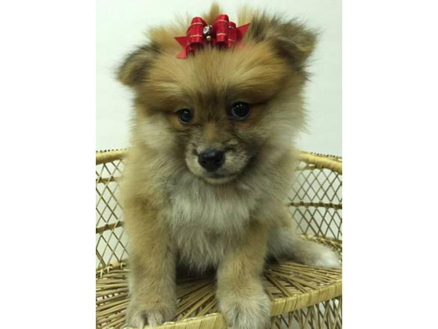 Male & Female Pom Puppies for Sale in , New York Puppies