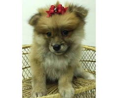 Male & Female Pom Puppies for Sale - 4