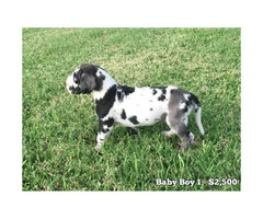 10 Beautiful AKC European Great Dane puppies available - 1