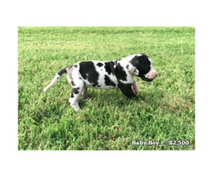 10 Beautiful AKC European Great Dane puppies available - 2