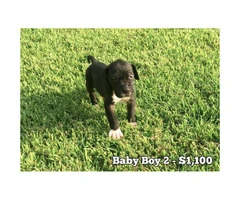 10 Beautiful AKC European Great Dane puppies available - 3