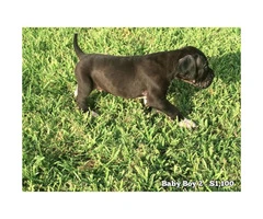 10 Beautiful AKC European Great Dane puppies available - 4