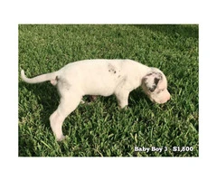 10 Beautiful AKC European Great Dane puppies available - 5