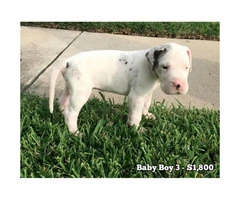 10 Beautiful AKC European Great Dane puppies available - 6