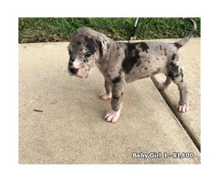 10 Beautiful AKC European Great Dane puppies available - 7