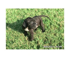 10 Beautiful AKC European Great Dane puppies available - 9