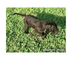 10 Beautiful AKC European Great Dane puppies available - 10