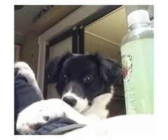 4-Year-old black and white female border collie for rehome