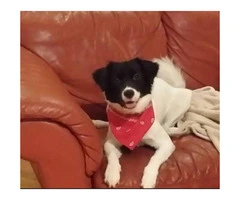 4-Year-old black and white female border collie for rehome - 2