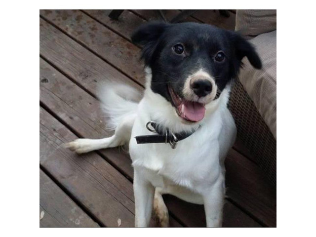 4Yearold black and white female border collie for rehome