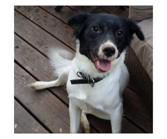 4-Year-old black and white female border collie for rehome - 3