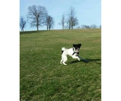4-Year-old black and white female border collie for rehome - 4