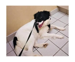 4-Year-old black and white female border collie for rehome - 7