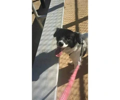 4-Year-old black and white female border collie for rehome - 8