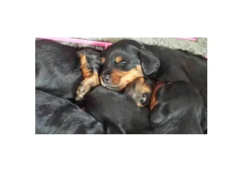 5 adorable dachshund puppies to rehome