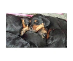 5 adorable dachshund puppies to rehome