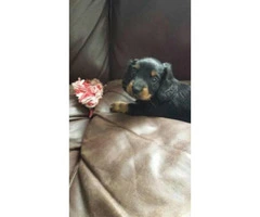5 adorable dachshund puppies to rehome - 3