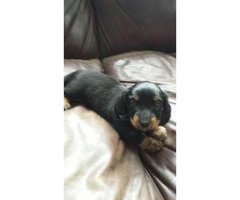 5 adorable dachshund puppies to rehome - 4