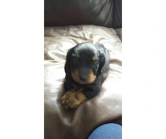 5 adorable dachshund puppies to rehome - 5