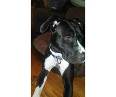 11 month old  Female black lab mix for sale - 4
