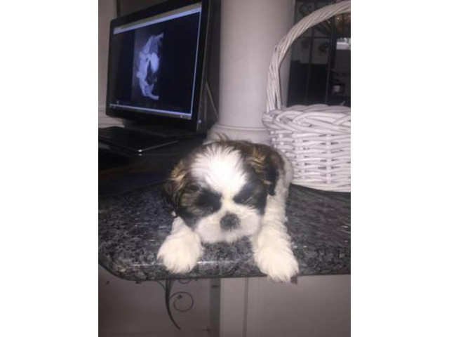Little Shih Tzu Puppy for Sale in New York, New York