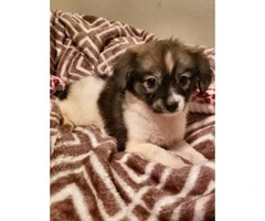 Pomchi puppies available for rehome - 2