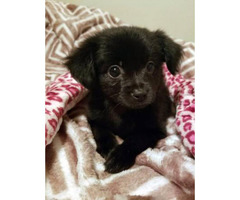 Pomchi puppies available for rehome
