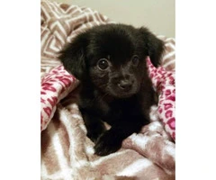 Pomchi puppies available for rehome - 4