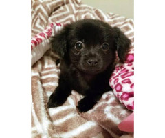 Pomchi puppies available for rehome