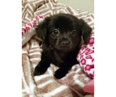 Pomchi puppies available for rehome - 5