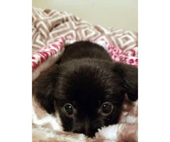 Pomchi puppies available for rehome - 6