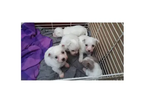 7 Weeks old Purebred Maltese Puppies