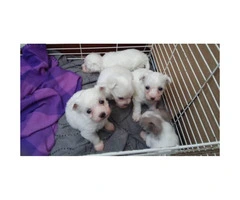7 Weeks old Purebred Maltese Puppies