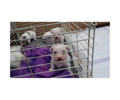 7 Weeks old Purebred Maltese Puppies - 2