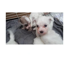 7 Weeks old Purebred Maltese Puppies - 3