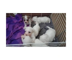 7 Weeks old Purebred Maltese Puppies - 5