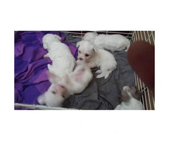 7 Weeks old Purebred Maltese Puppies - 6