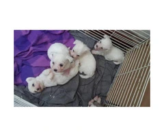 7 Weeks old Purebred Maltese Puppies - 7