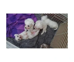 7 Weeks old Purebred Maltese Puppies - 8