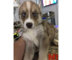 3 Males and 6 Females  Pure Breed Siberian Husky Puppies