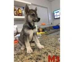 3 Males and 6 Females  Pure Breed Siberian Husky Puppies - 3
