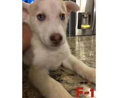 3 Males and 6 Females  Pure Breed Siberian Husky Puppies - 5