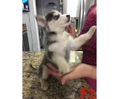 3 Males and 6 Females  Pure Breed Siberian Husky Puppies - 6